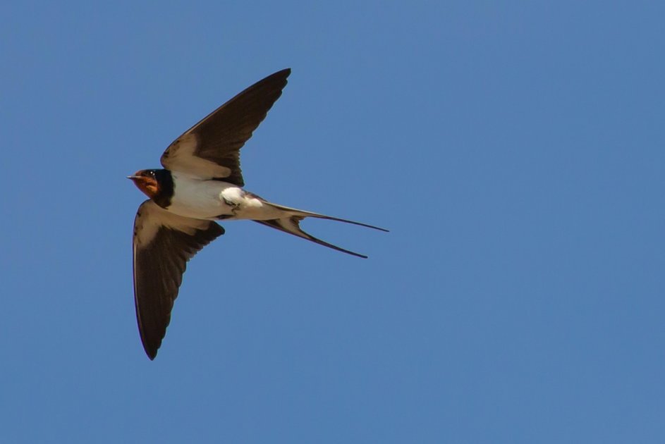 Retour à soi : L'envol vers la liberté personnelle Une silhouette d'oiseau s'envolant vers le ciel, représentant la liberté et le retour à soi, symbole d'une pause pour retrouver son rythme personnel loin du vacarme digital.